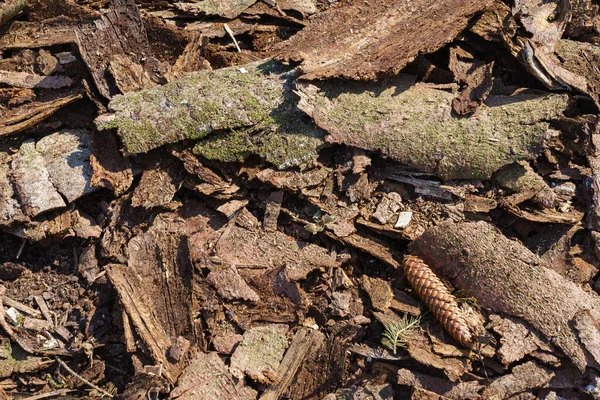 古い木の樹皮は地面にある 樹皮に落ちた松の実 — ストック写真