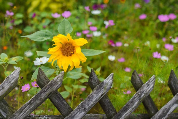 風化した木製の柵の後ろの開花草原で孤独なひまわり — ストック写真