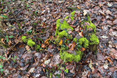 Yosun ormandaki bir ağaç gövdesini kaplar. Düşen yapraklar zemini kaplar. Sahne sonbaharın renklerini gösteriyor. Hava serin görünüyor. Bu bölge sessiz ve doğayla dolu..