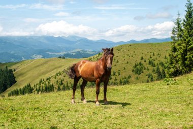 Görkemli kahverengi bir at, Ukrayna 'daki geniş, güneşli bir Karpatya manzarasının ön planında, parlak bir yaz gökyüzünün altında, yumuşak yeşil yamaçları ve uzak dağları olan sakin bir şekilde yakalanır.