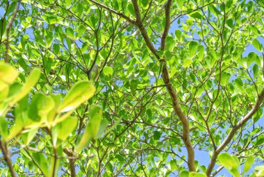 yeşil yapraklar arkaplan.