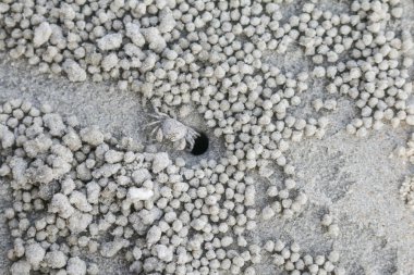 Sahilde küçük bir yengeç.