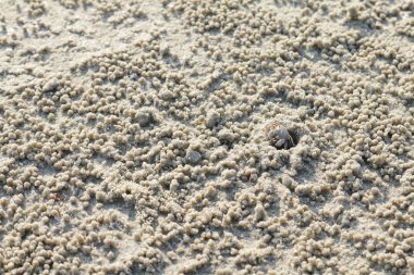 Sahilde küçük bir yengeç.