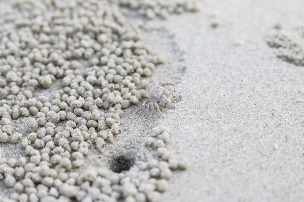 Little crab on the beach. Stock Picture