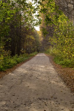Ormandaki toprak yol, sonbahar