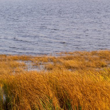 Sonbaharın sonlarında sudaki çimenler