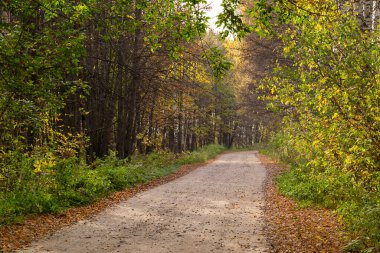 Ormandaki toprak yol, sonbahar