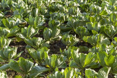 Rusya 'da lahana yetiştiriliyor, sonbahar, hasat hatası.