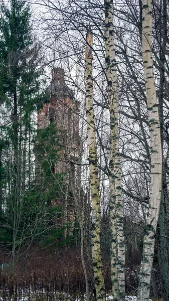 Antiguo Campanario Abandonado Bosque Entre Abedules Iglesia Santísima Trinidad Troitsa — Foto de Stock