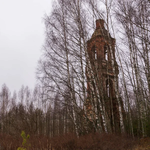 Oude Verlaten Klokkentoren Het Bos Tussen Berkenbomen Kerk Van Heilige — Stockfoto