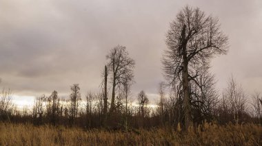 Sonbaharda boş bir arazide tüyler ürpertici kuru ağaç