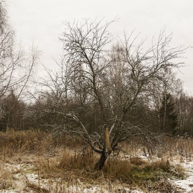 Ormandaki yalnız elma ağacı, kışın başlangıcı.