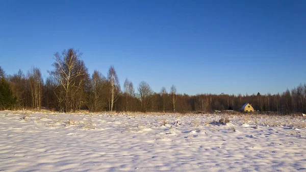 Landscape Frosty Winter Sunny Day Forest — Stock Photo, Image