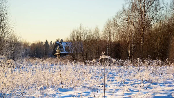 Landscape Frosty Winter Sunny Day Forest — Stock Photo, Image