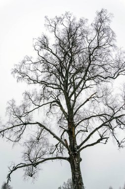Sonbahar gri gökyüzüne karşı yalnız bir huş ağacı