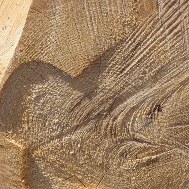 Kesilen bir ağacın ucu, son yüz