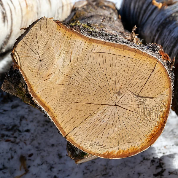 Cut Sawn Tree — Stock Photo, Image