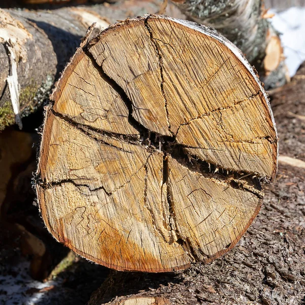 Cut Sawn Tree — Stock Photo, Image