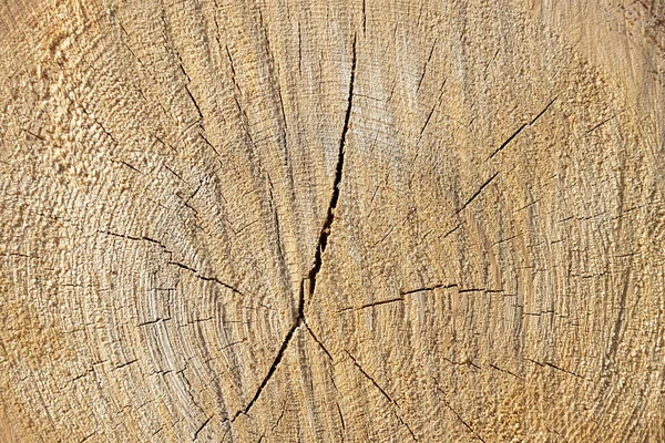 section of a sawn tree, end face