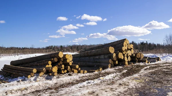 sawn logs by the road, in the spring