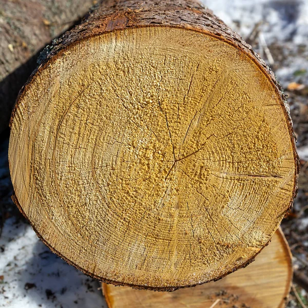 Cut Sawn Tree — Stock Photo, Image