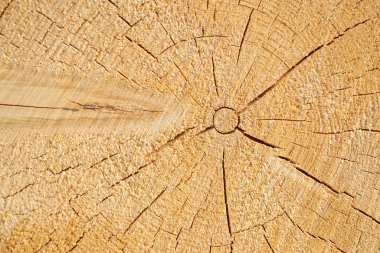 Kesilen bir ağacın ucu, son yüz