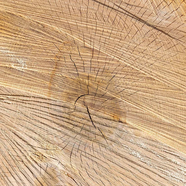 Секция Спиленного Дерева Торцевая Сторона — стоковое фото