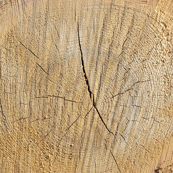 Schnitt Eines Gesägten Baumes Stirnseite — Stockfoto