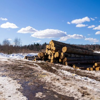 Baharda, yol kenarında testere sapları.
