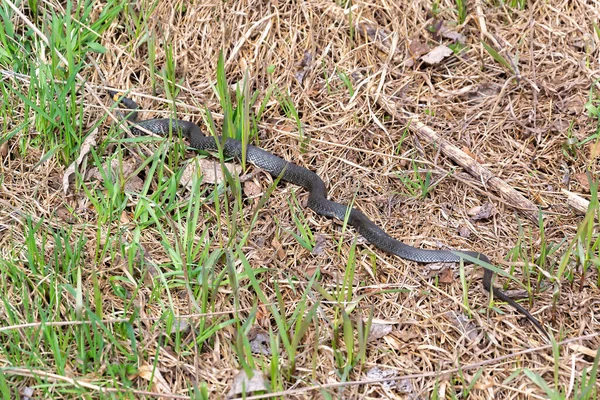 Serpiente Hierba Seca — Foto de Stock