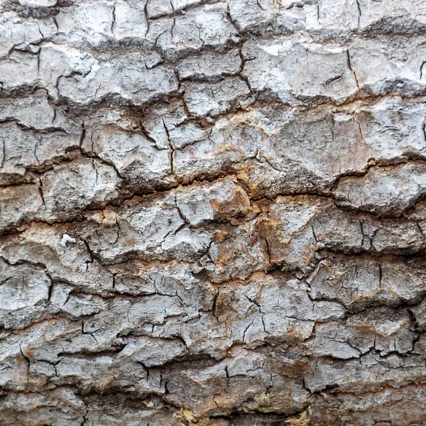 Ağaç Kabuğu Dokusu Kesilmiş Kavak — Stok fotoğraf