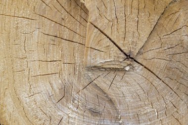 desen ahşap, yakın çekim, kavak.