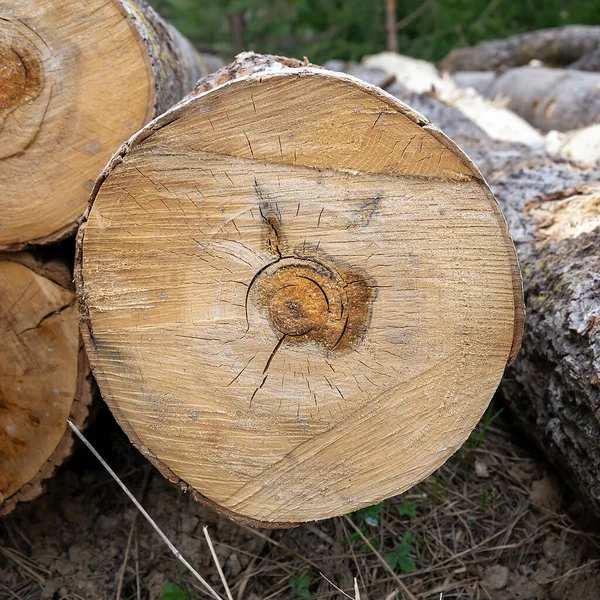 End Sawn Wood Aspen Texture — Stock Photo, Image