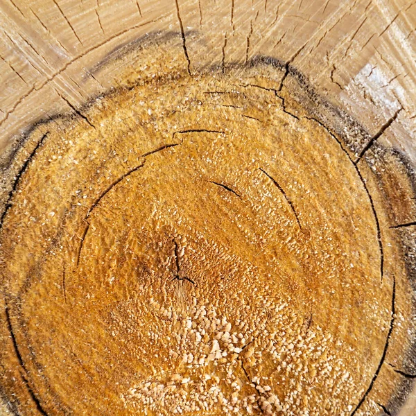 Текстурная Древесина Крупным Планом Осина — стоковое фото