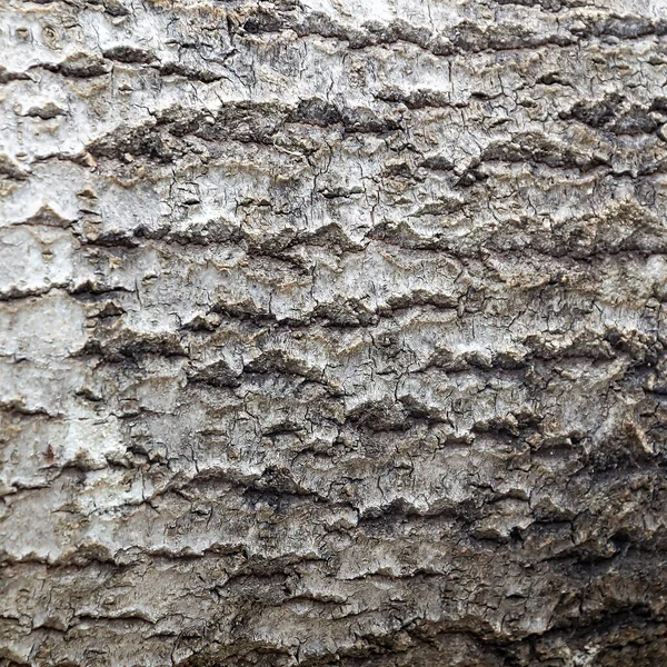 Wood Bark Texture Sawn Aspen — Stock Photo, Image