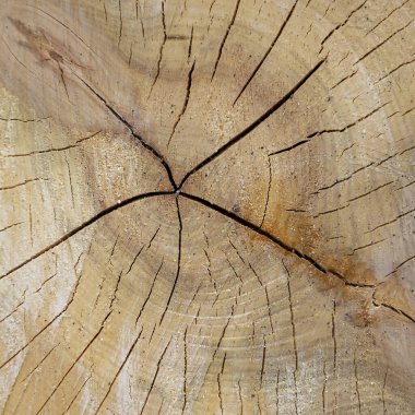 desen ahşap, yakın çekim, kavak.