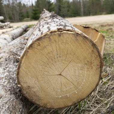 Kesilmiş ahşap, kavak, desenli