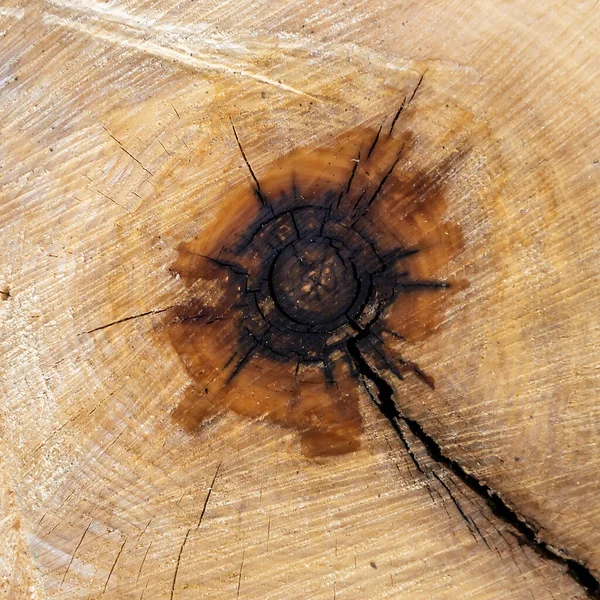 Текстурная Древесина Крупным Планом Осина — стоковое фото