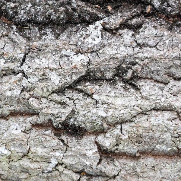 Wood Bark Texture Sawn Aspen — Stock Photo, Image