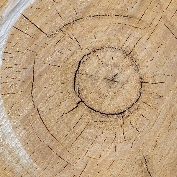Textura Dřevo Střih Zblízka Osika — Stock fotografie