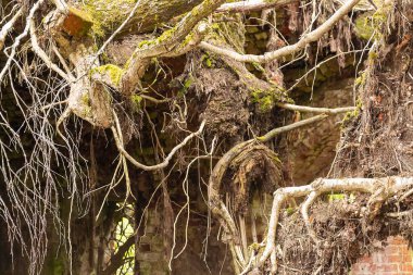 1801 'de Rusya' nın Kostroma bölgesindeki Grudevo köyünde terk edilmiş eski bir Ortodoks kilisesinin içinde.