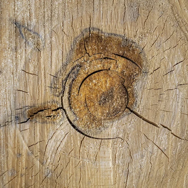 Texture Wood Cut Close Aspen — Stock Photo, Image