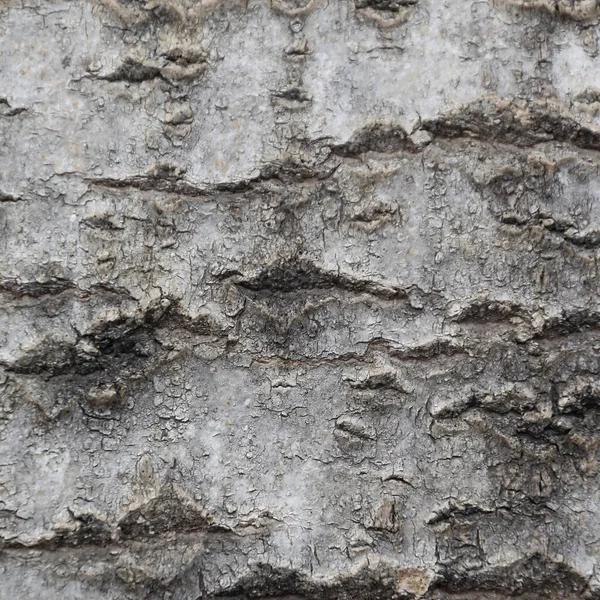 Wood Bark Texture Sawn Aspen — Stock Photo, Image