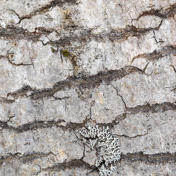 Ağaç Kabuğu Dokusu Kesilmiş Kavak — Stok fotoğraf