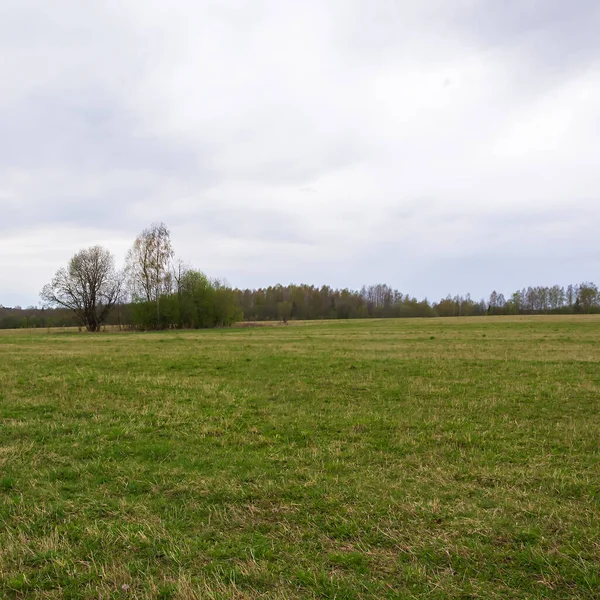 Landskap Grönt Fält Horisont Linje — Stockfoto