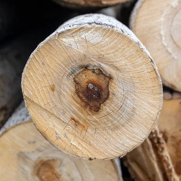End Sawn Wood Aspen Texture — Stock Photo, Image