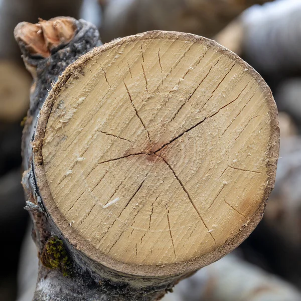 End Sawn Wood Aspen Texture — Stock Photo, Image