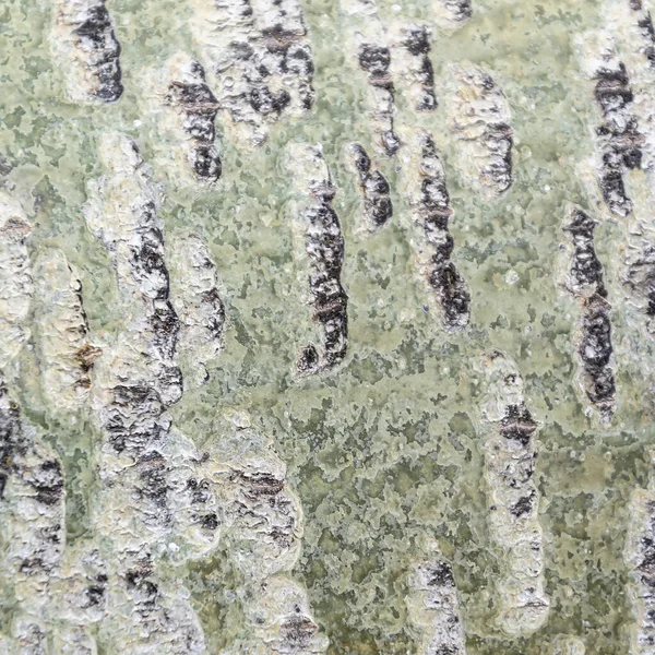 Wood Bark Texture Sawn Aspen — Stock Photo, Image