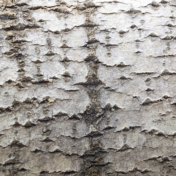 Wood Bark Texture Sawn Aspen — Stock Photo, Image