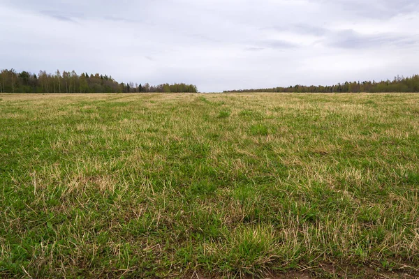 Landskap Grönt Fält Horisont Linje — Stockfoto